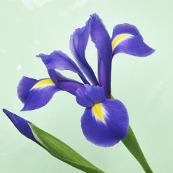 ÉCLAT 399 - Woody Iris