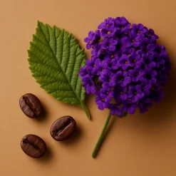 ÉCLAT 269 RAR - Heliotrope & Coffee